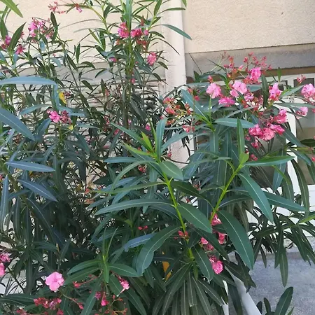 Friendly Well Located Family - Two Bedroom